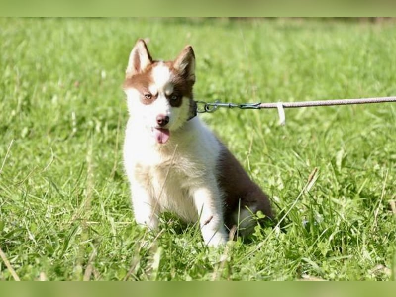 Pomsky F2b Hündin 2 Jahre nur an Bestplatz