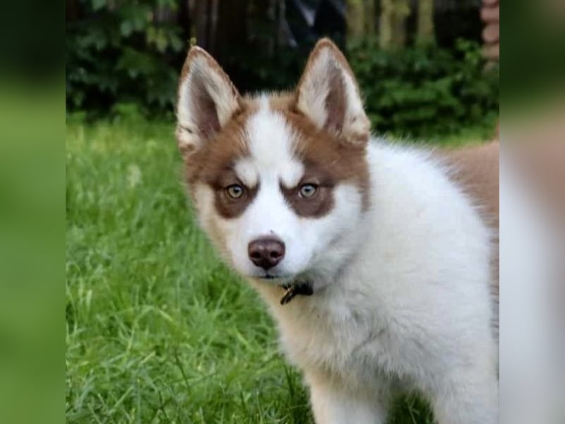 Pomsky F2b Hündin 2 Jahre nur an Bestplatz