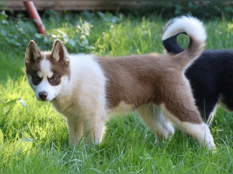 Pomsky F2b Hündin 2 Jahre nur an Bestplatz