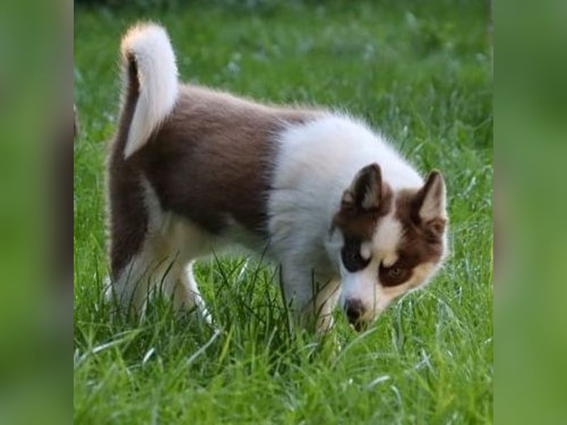 Pomsky F2b Hündin 2 Jahre nur an Bestplatz
