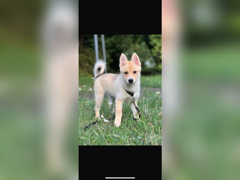 Zwei bezaubernde Pomsky -Hunde