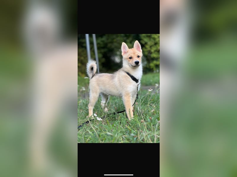 Zwei bezaubernde Pomsky -Hunde