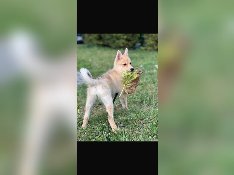 Zwei bezaubernde Pomsky -Hunde