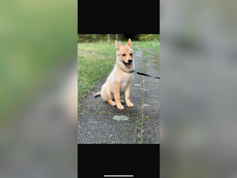 Zwei bezaubernde Pomsky -Hunde