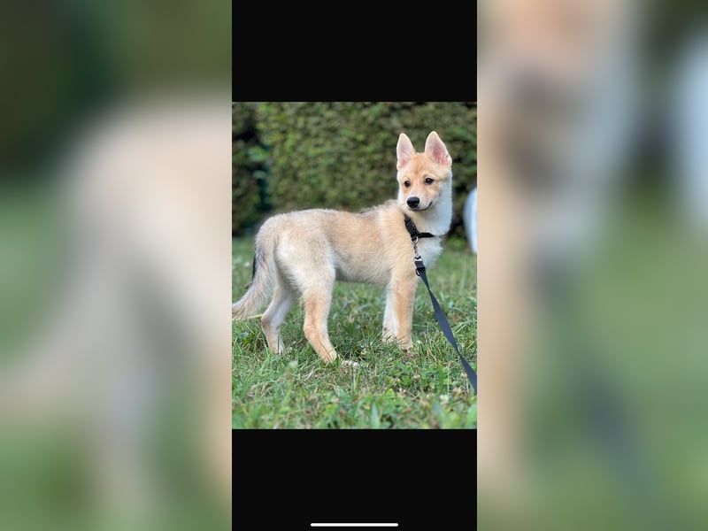 Zwei bezaubernde Pomsky -Hunde