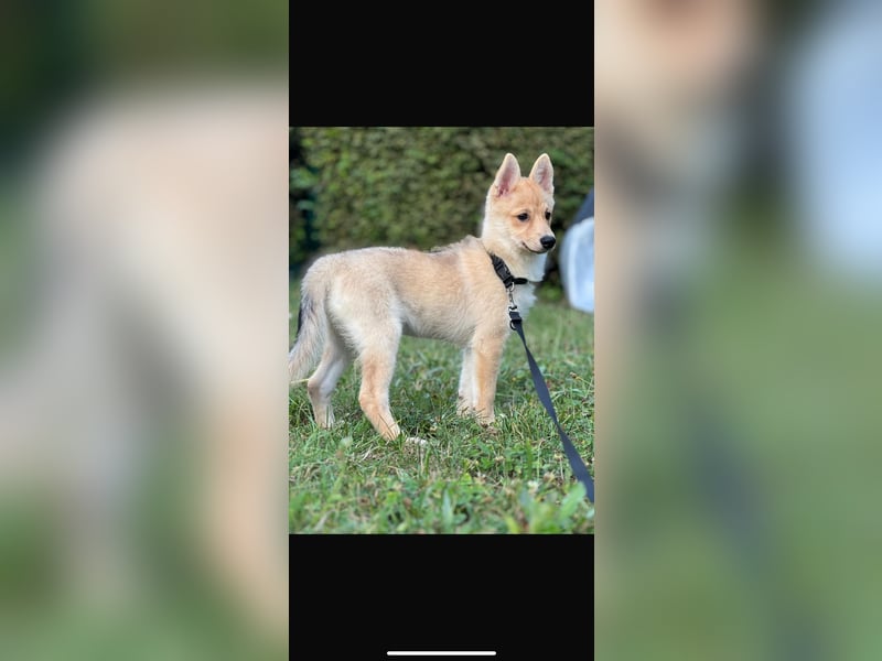 Zwei bezaubernde Pomsky -Hunde