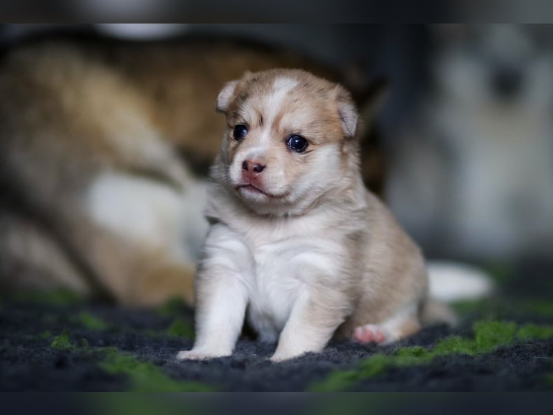 Wurfankündigung Frühjahr 2025 Pomsky Welpen
