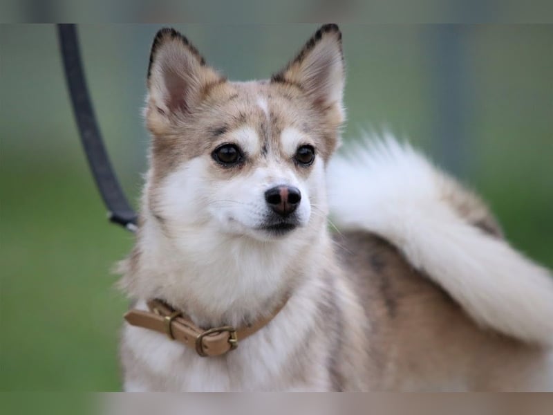Wurfankündigung Frühjahr 2025 Pomsky Welpen