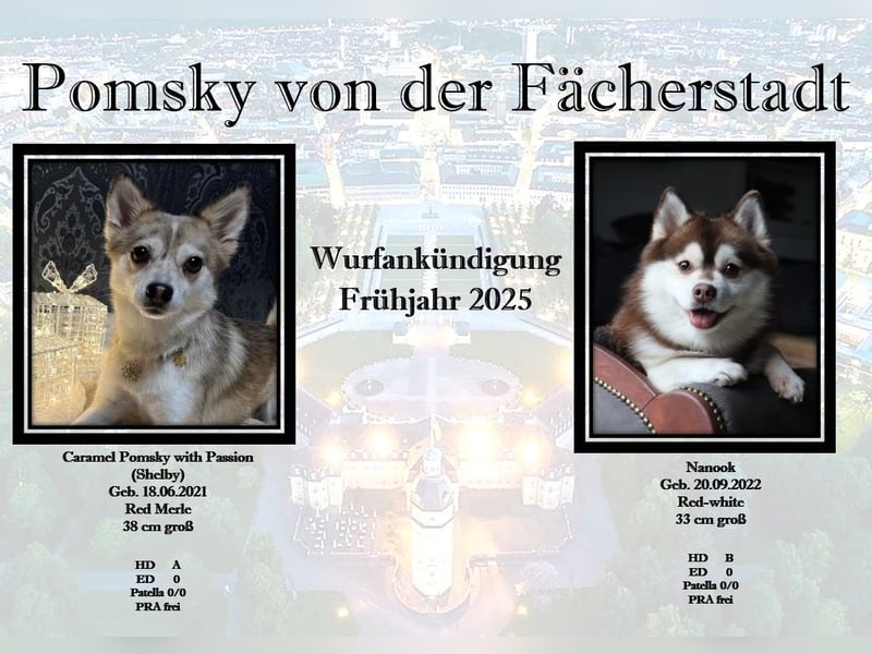 Wurfankündigung Frühjahr 2025 Pomsky Welpen