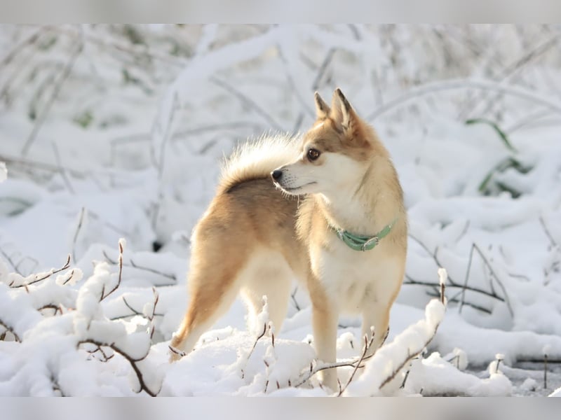 Wurfankündigung Frühjahr 2025 Pomsky Welpen