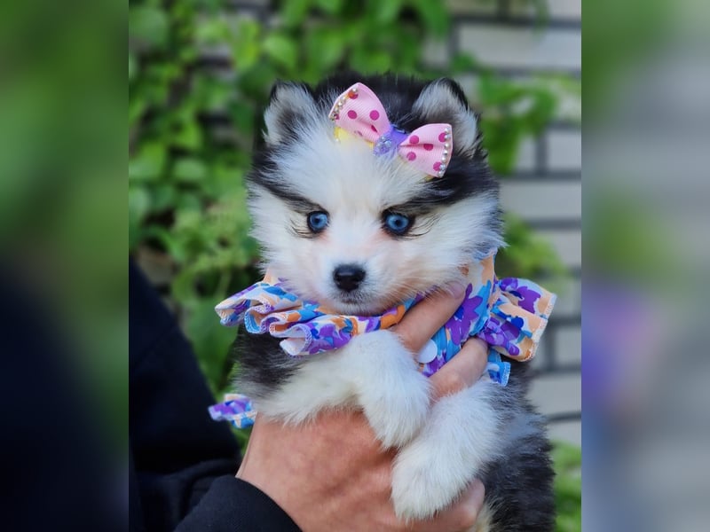 Pomsky F2 Toy & Mini Puppengesicht Bärchentyp Wollycoat