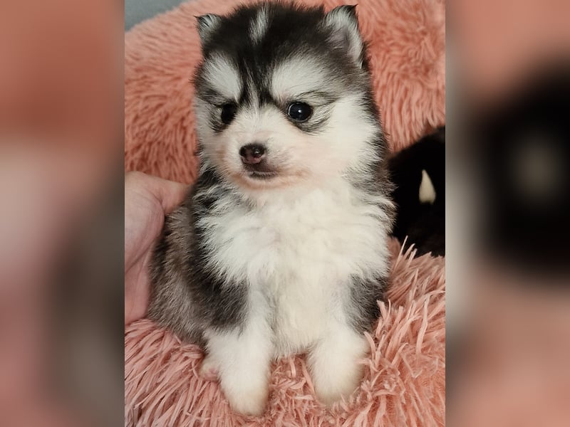 Pomsky F2 Toy & Mini Puppengesicht Bärchentyp Wollycoat