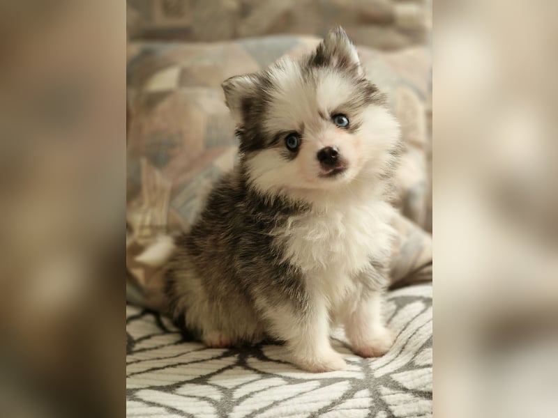 Pomsky F2 Toy & Mini Puppengesicht Bärchentyp Wollycoat