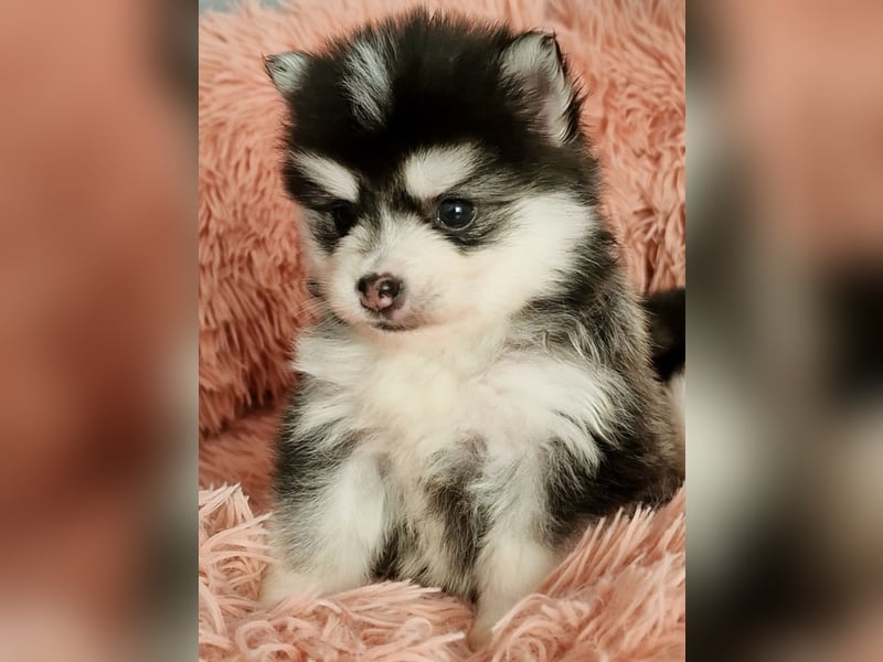 Pomsky F2 Toy & Mini Puppengesicht Bärchentyp Wollycoat