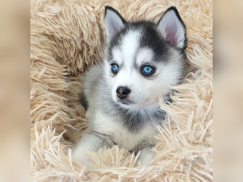 Pomsky F2 Toy & Mini Puppengesicht Bärchentyp Wollycoat
