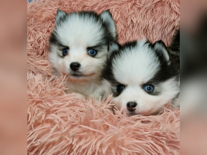 Pomsky F2 Toy & Mini Puppengesicht Bärchentyp Wollycoat