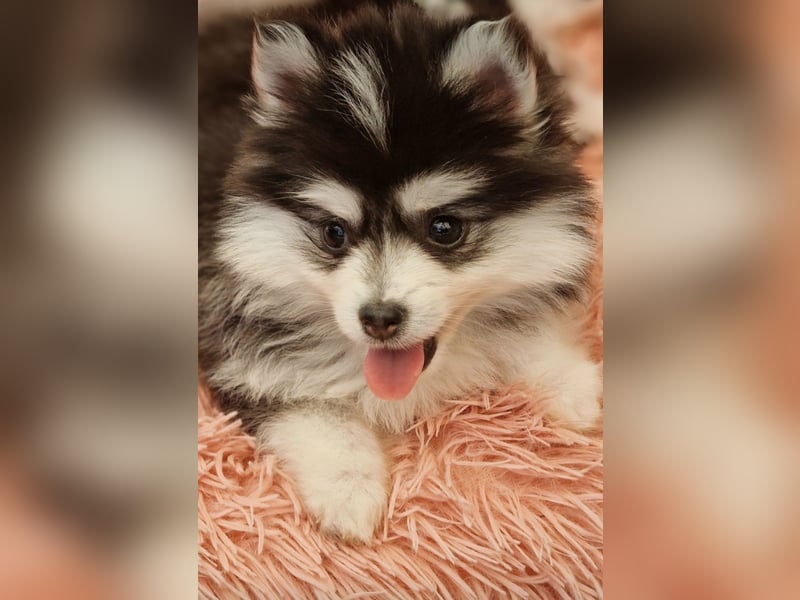 Pomsky F2 Toy & Mini Puppengesicht Bärchentyp Wollycoat