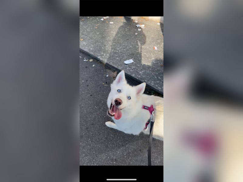 Pomsky sucht neues liebevolles Zuhause