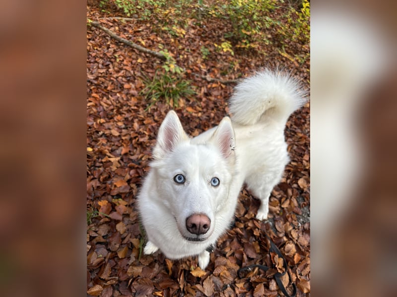 Pomsky sucht neues liebevolles Zuhause