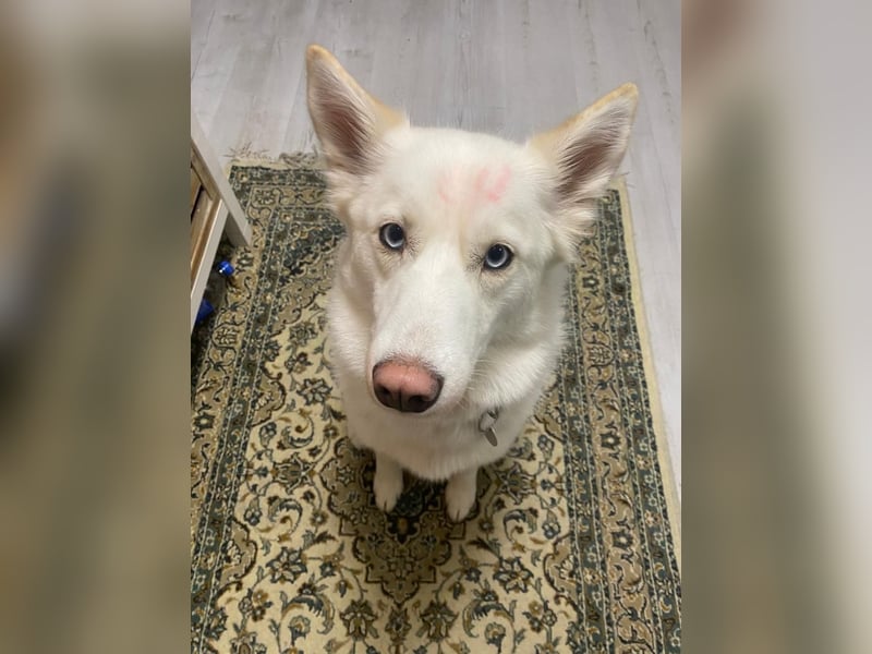 Pomsky sucht neues liebevolles Zuhause