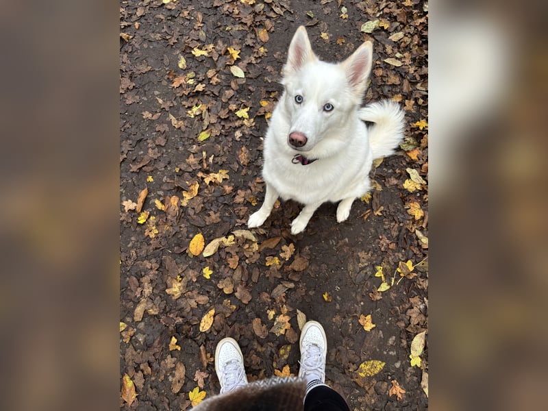 Pomsky sucht neues Zuhause