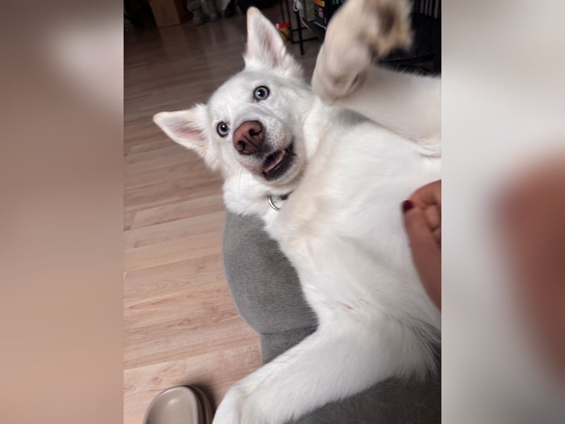 Pomsky sucht neues Zuhause