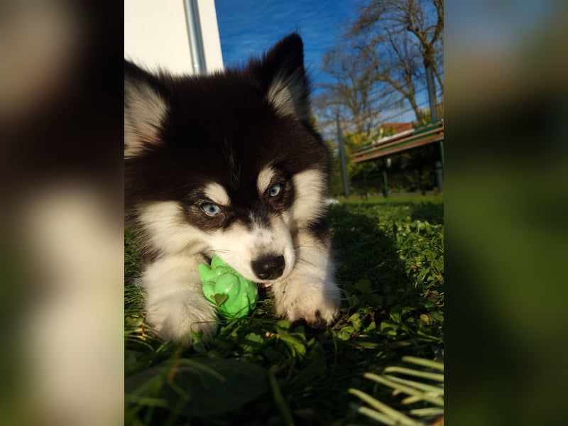 Pomsky Ein kleiner Traum in Huskyoptik