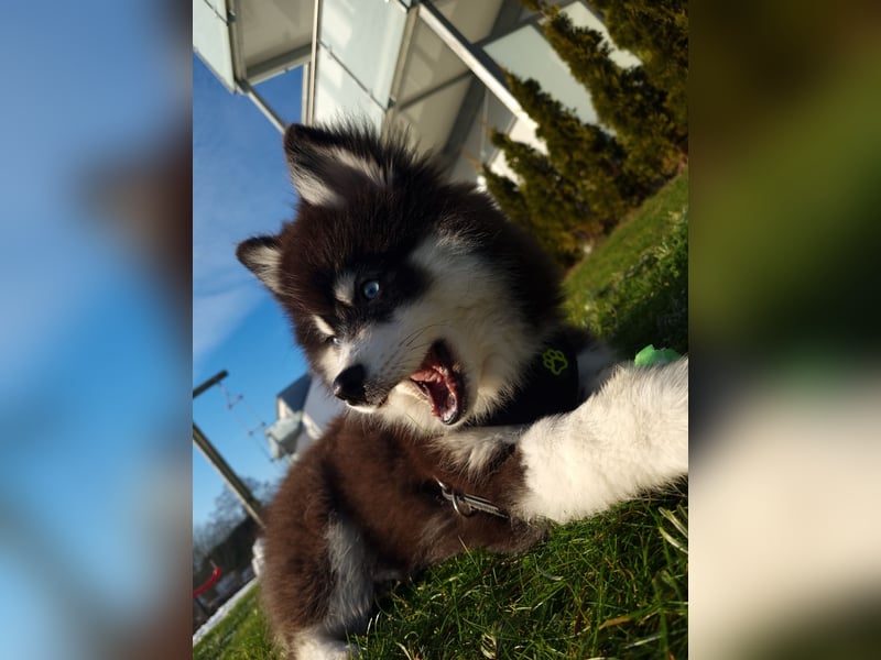 Pomsky Ein kleiner Traum in Huskyoptik