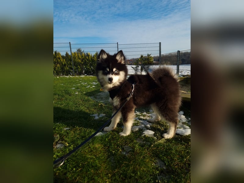 Pomsky Ein kleiner Traum in Huskyoptik