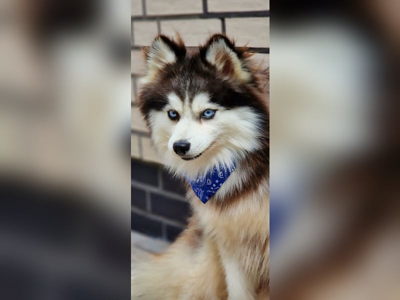 Pomsky F3 Toy Deckrüde Pomeranian mini Husky
