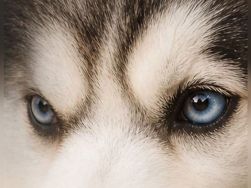 Pomsky Wolly TOY F3  DECKRÜDE