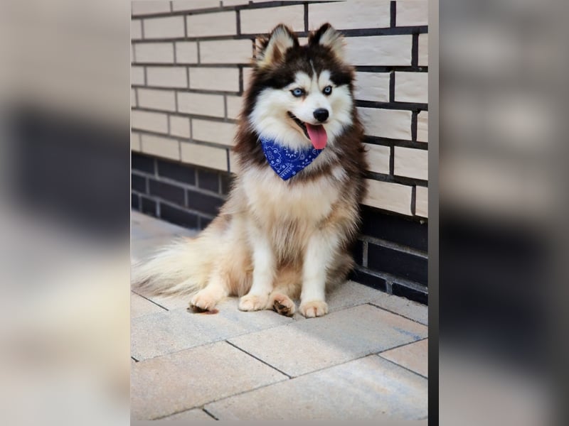 Pomsky F3 Toy Deckrüde Pomeranian mini Husky