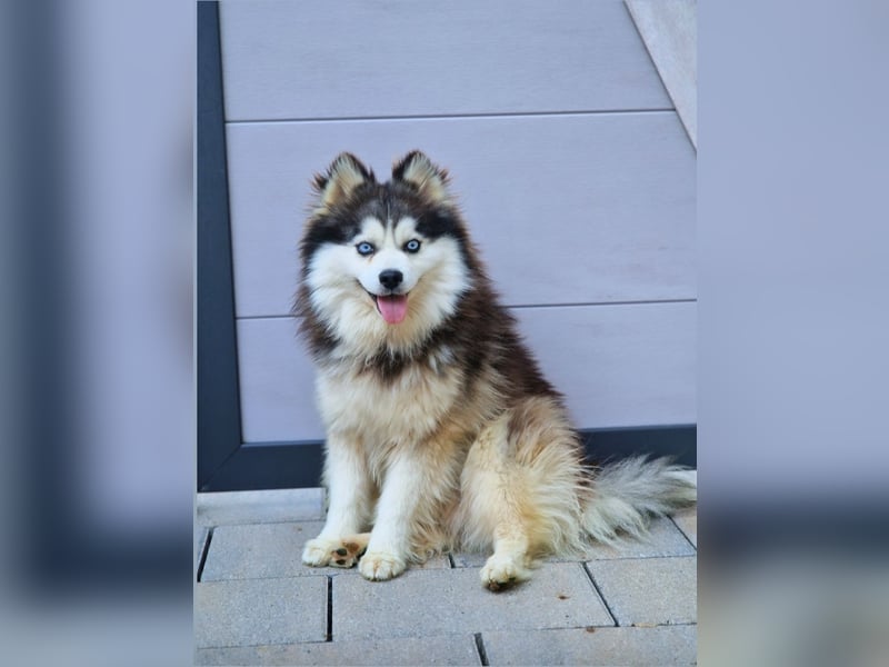 Pomsky Wolly TOY F3  DECKRÜDE