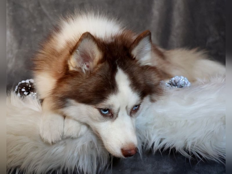 NORDIC DREAM - Pomsky Deckrüde