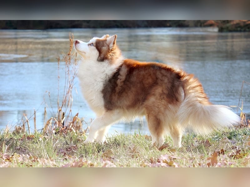 NORDIC DREAM - Pomsky Deckrüde