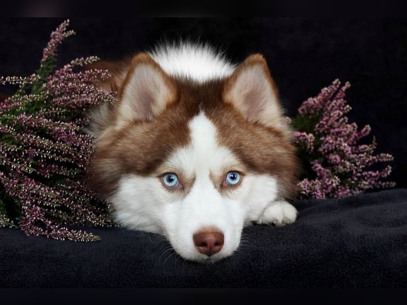 NORDIC DREAM - Pomsky Deckrüde