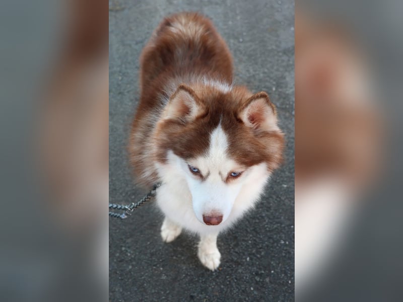 NORDIC DREAM - Pomsky Deckrüde