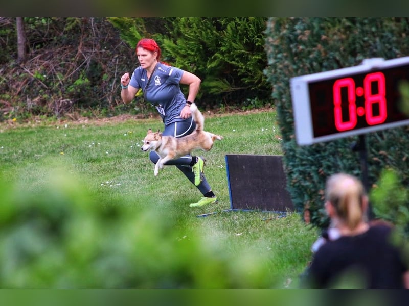 Wurfankündigung Frühjahr 2025 Pomsky Welpen