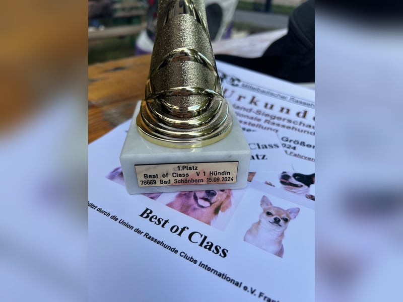 Wurfankündigung Frühjahr 2025 Pomsky Welpen