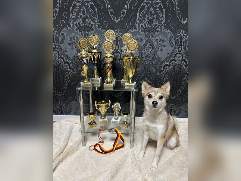 Wurfankündigung Frühjahr 2025 Pomsky Welpen