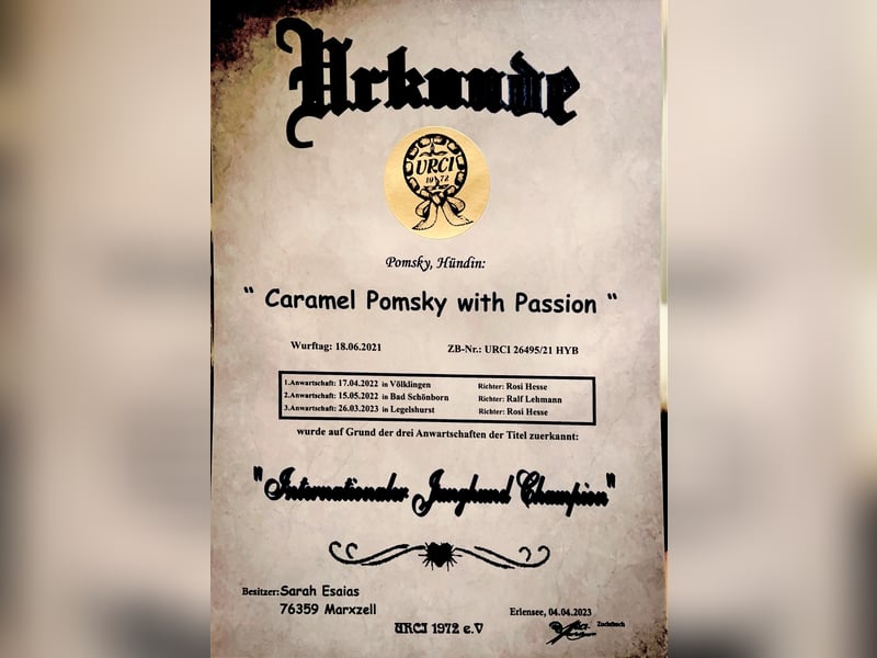 Wurfankündigung Frühjahr 2025 Pomsky Welpen