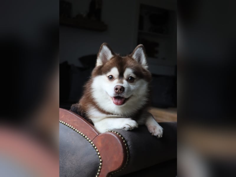 Wurfankündigung Frühjahr 2025 Pomsky Welpen