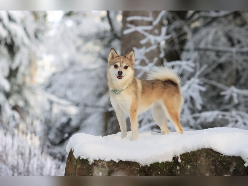 Wurfankündigung Frühjahr 2025 Pomsky Welpen