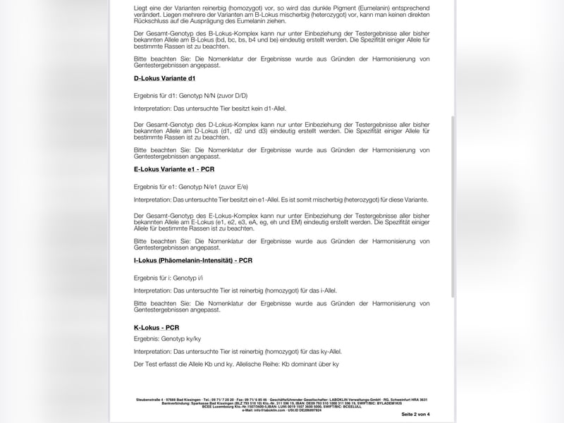 Wunderschöne Pomsky Deckrüde