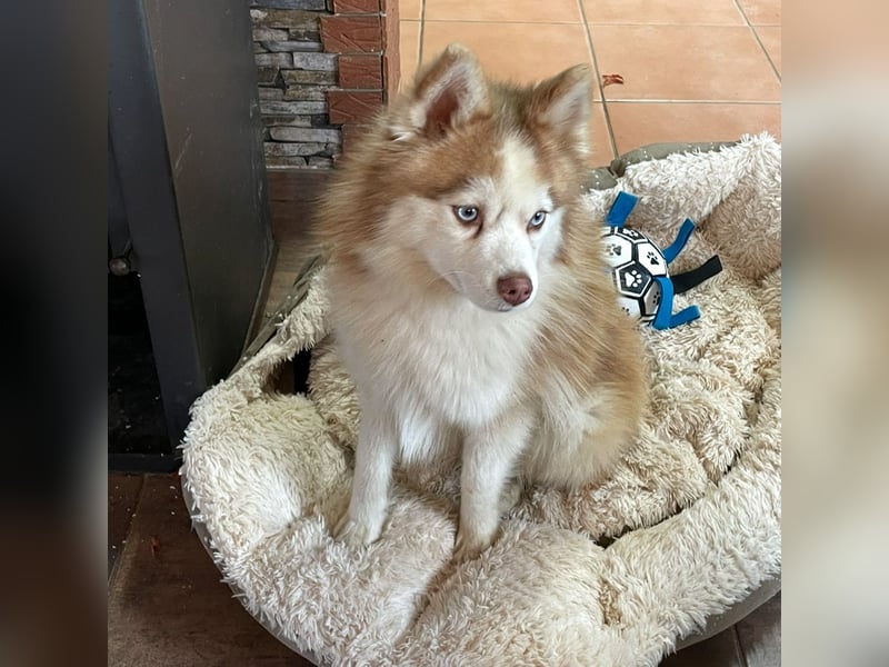 Wunderschöne Pomsky Deckrüde