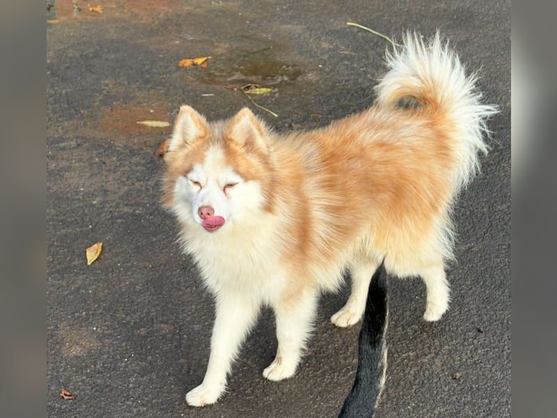 Wunderschöne Pomsky Deckrüde