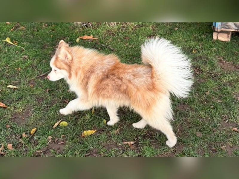 Wunderschöne Pomsky Deckrüde