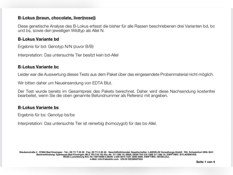 Wunderschöne Pomsky Deckrüde