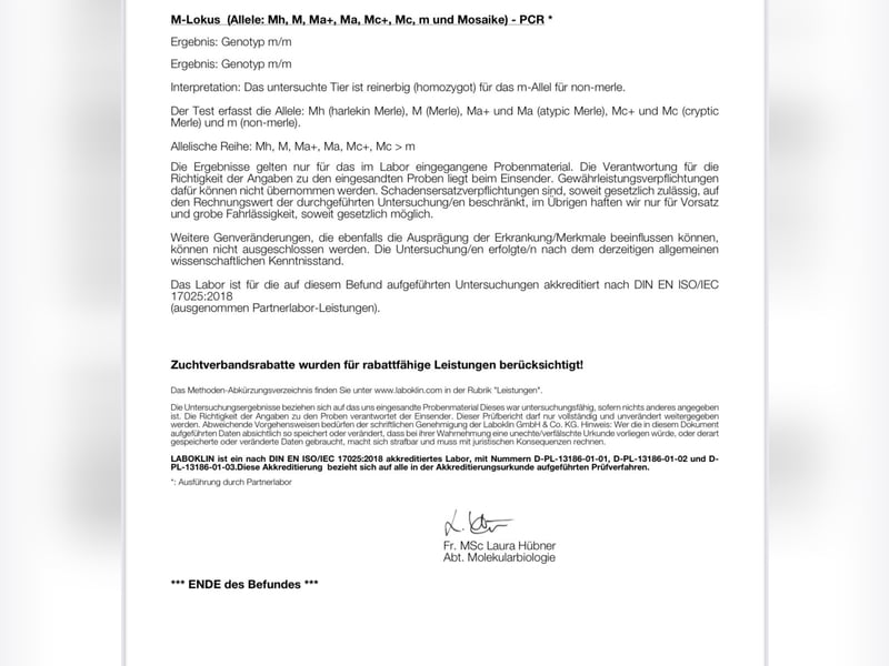 Wunderschöne Pomsky Deckrüde