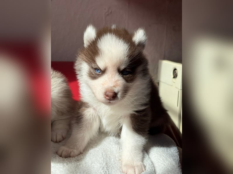Wunderschöne Pomsky Welpen Abgearbeitet